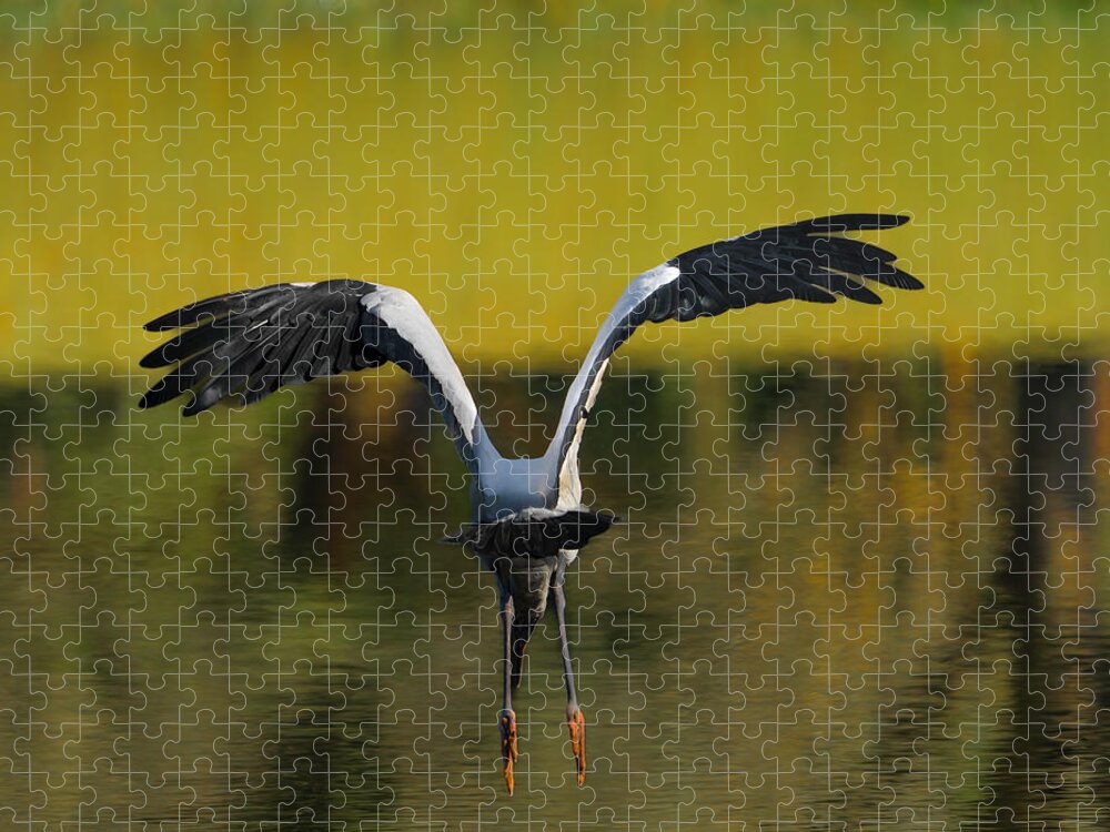 Birds Jigsaw Puzzle featuring the photograph Flying Wood Stork by Larry Marshall