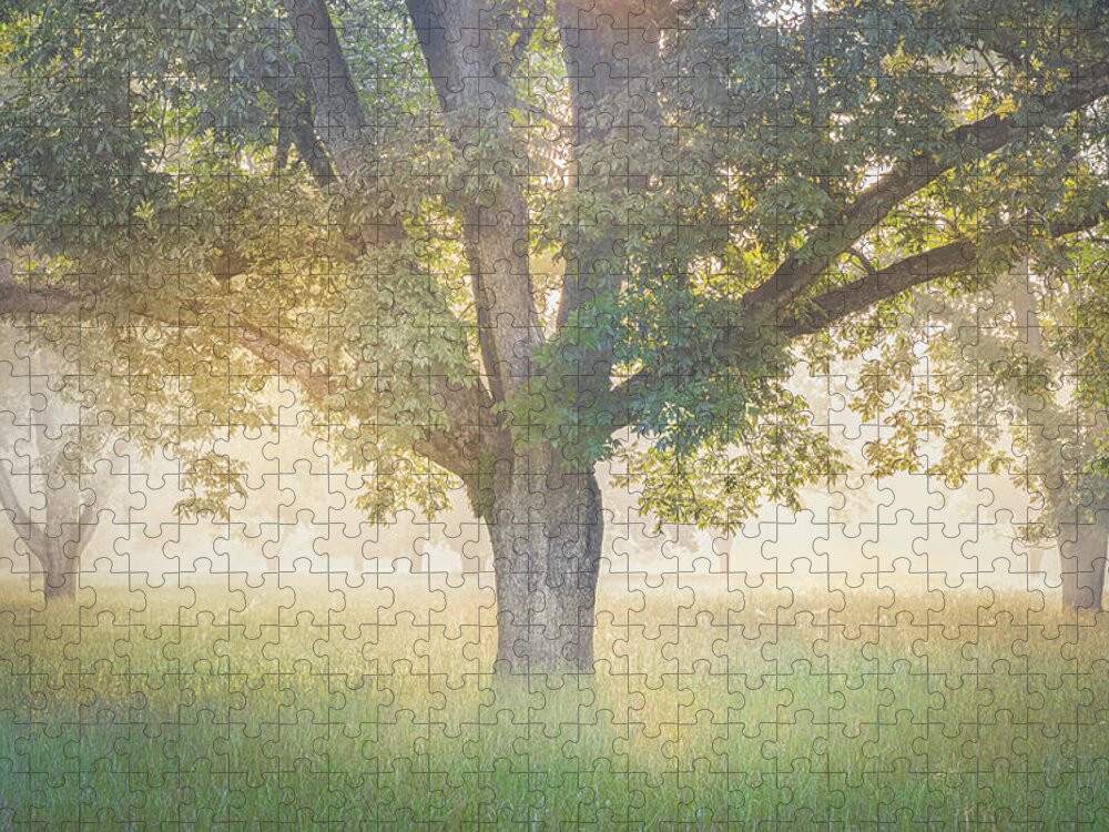 Tree Jigsaw Puzzle featuring the photograph Foggy Sunrise Through The Trees by Jordan Hill