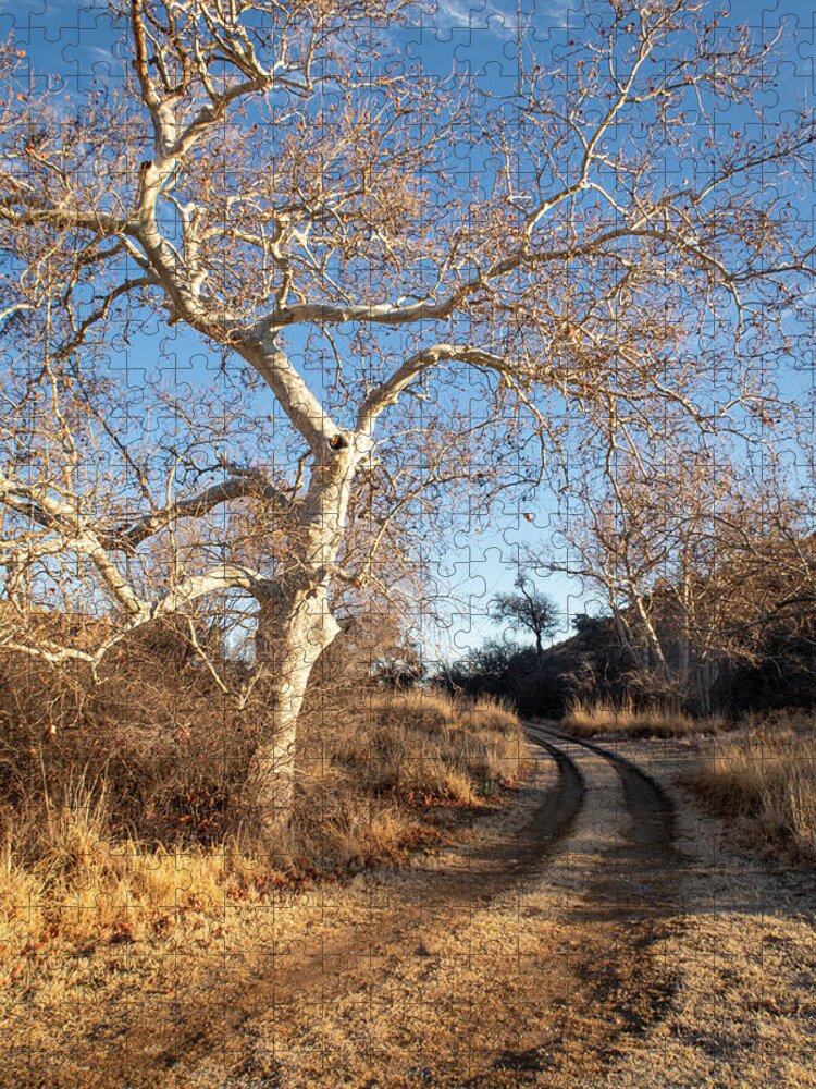 Trees Jigsaw Puzzle featuring the photograph Follow the Road by the Sycamore Tree by Mary Lee Dereske