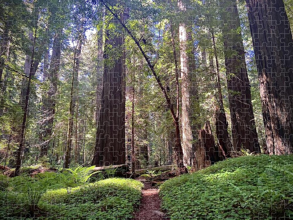 Redwoods. Humboldt County. Trees Jigsaw Puzzle featuring the photograph Forest Bathe by Daniele Smith