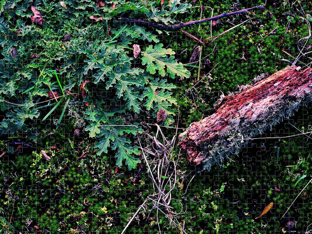 Film Jigsaw Puzzle featuring the photograph Forest Floor - 4 by Rudy Umans