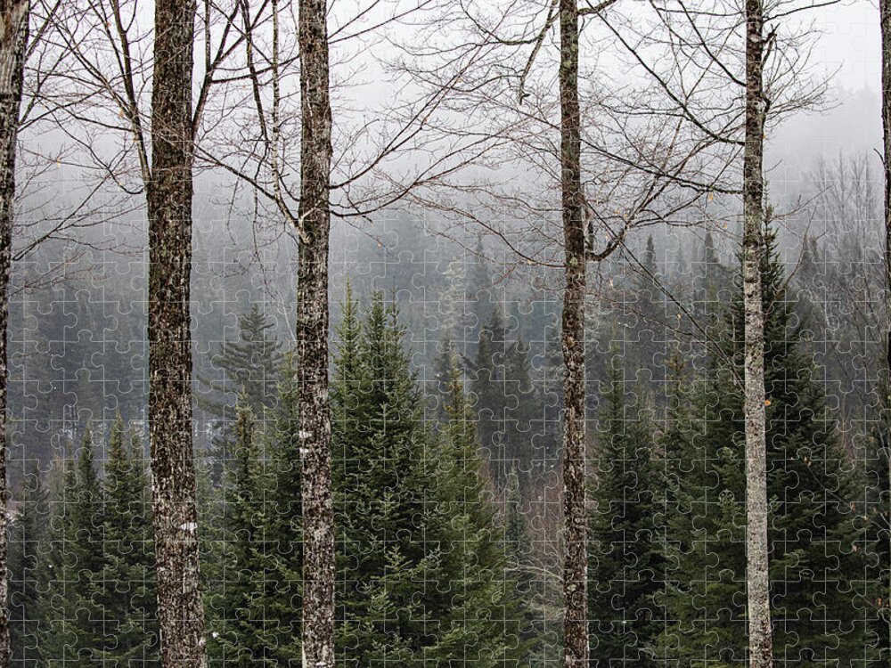 Franconia Jigsaw Puzzle featuring the photograph Forest Through the Trees by Denise Kopko