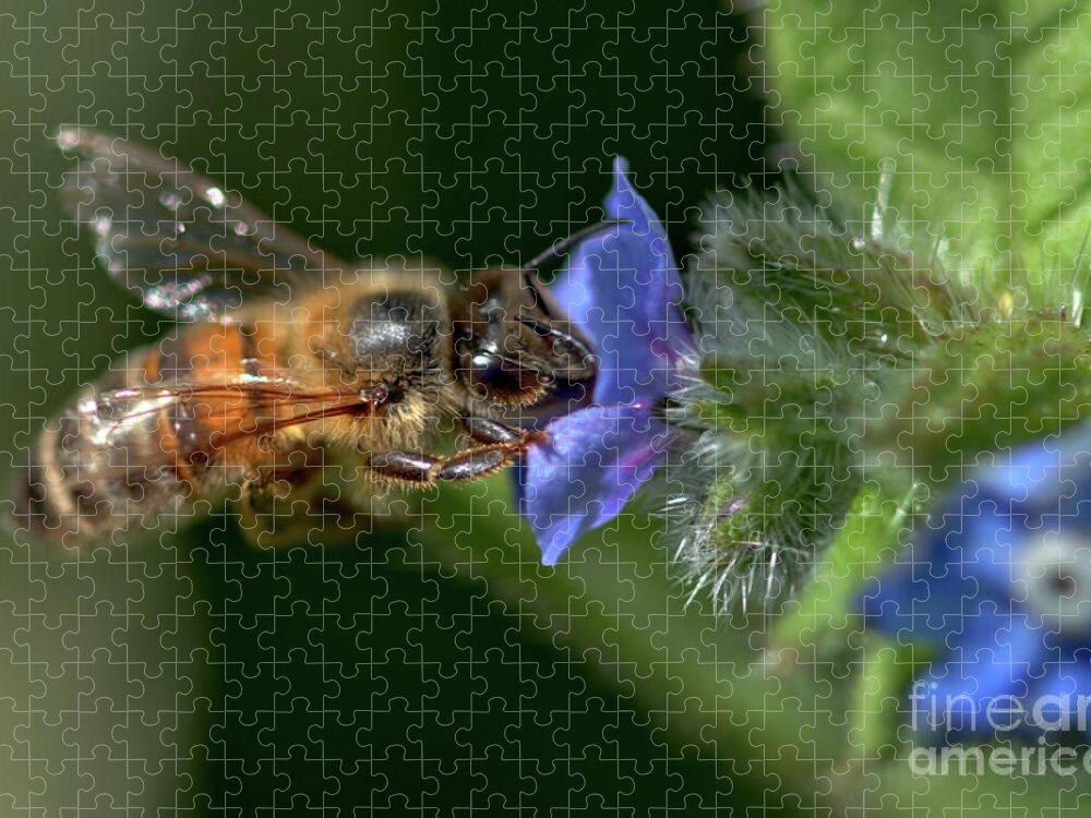Nature Jigsaw Puzzle featuring the photograph Forget me not feast by Baggieoldboy