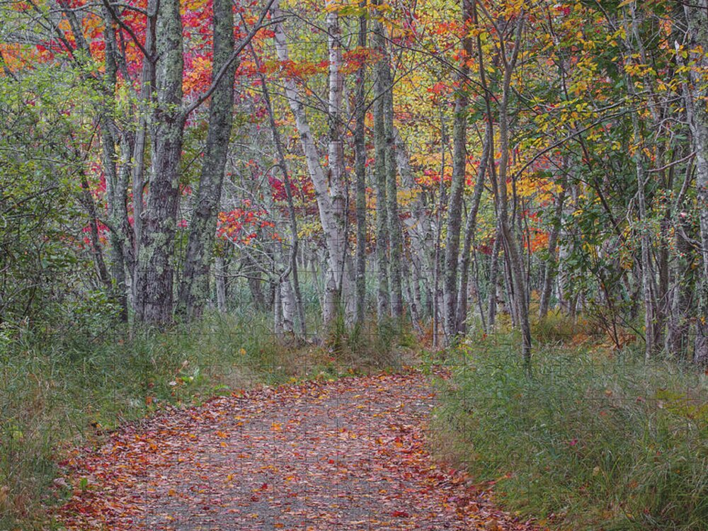 Acadia Jigsaw Puzzle featuring the photograph Forgotten Path by Arti Panchal