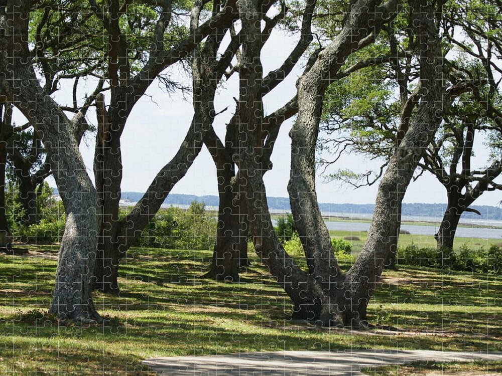  Jigsaw Puzzle featuring the photograph Fort Fisher Gnarly Oaks by Heather E Harman