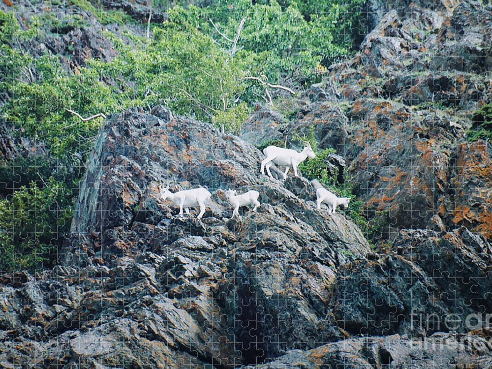 Alaska Jigsaw Puzzle featuring the digital art Four Mountain Goats by Doug Gist