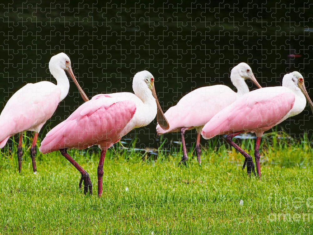 Roseate Spoonbill Jigsaw Puzzle featuring the photograph Four Roseate spoonbills by L Bosco