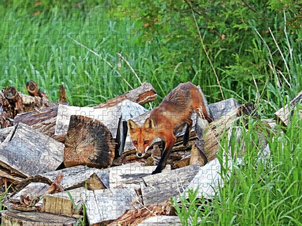 Fox Jigsaw Puzzle featuring the photograph Fox In The Woodpile by Debbie Oppermann
