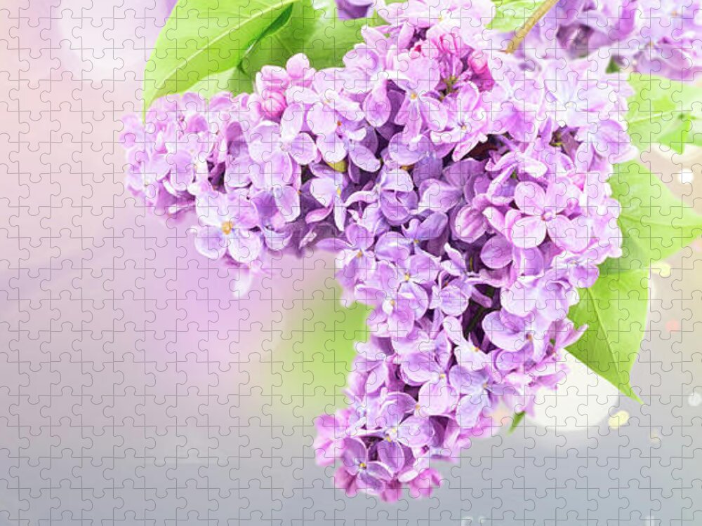 Lilac Jigsaw Puzzle featuring the photograph Fragile Lilac by Anastasy Yarmolovich