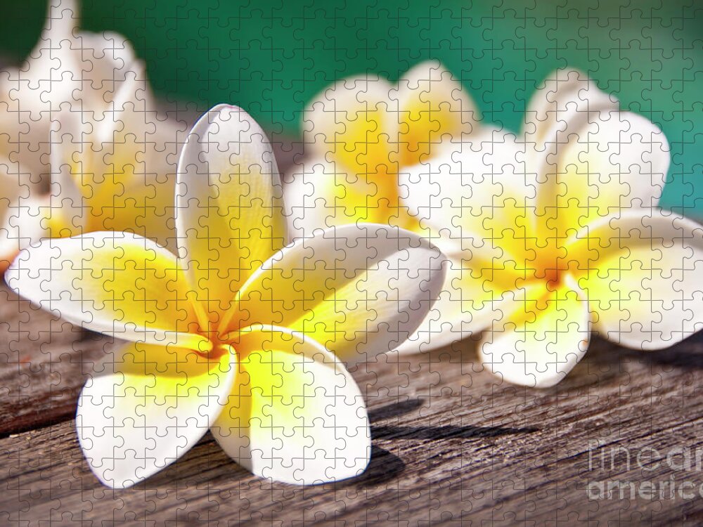 Plumeria Jigsaw Puzzle featuring the photograph Frangipani flower at the poolside by Delphimages Photo Creations