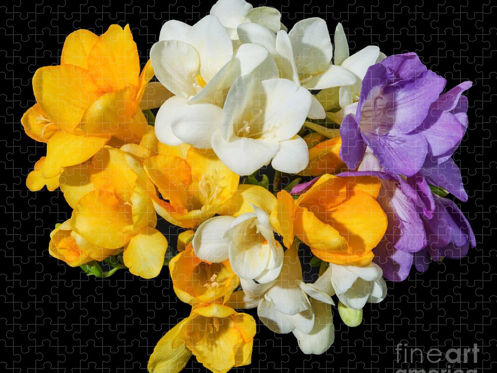 Freesia Jigsaw Puzzle featuring the photograph Freesia Bouquet, 1 by Glenn Franco Simmons