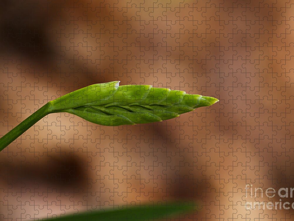 Freesia Jigsaw Puzzle featuring the photograph Freesia Flower Bud by Joy Watson