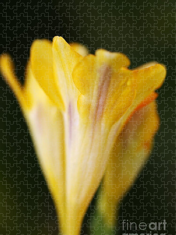 Floral Jigsaw Puzzle featuring the photograph Freesia Yellow by Joy Watson