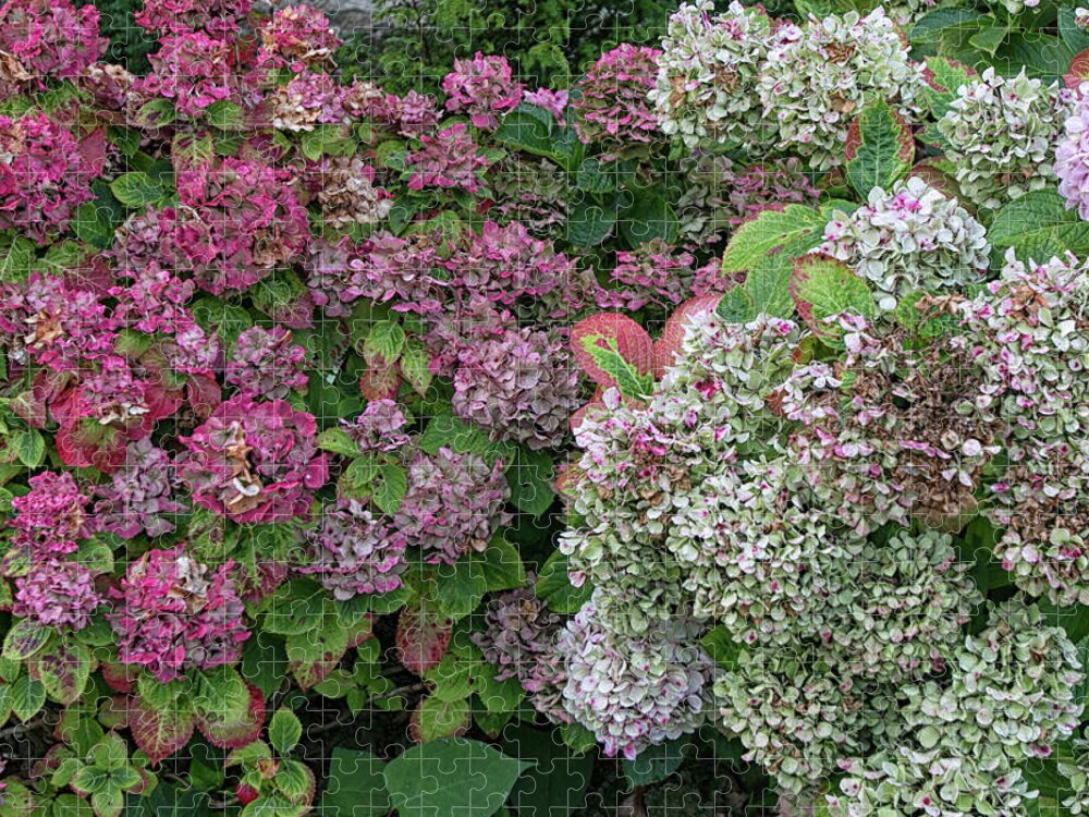 Flowers Jigsaw Puzzle featuring the photograph French Hydrangeas by Lisa Chorny
