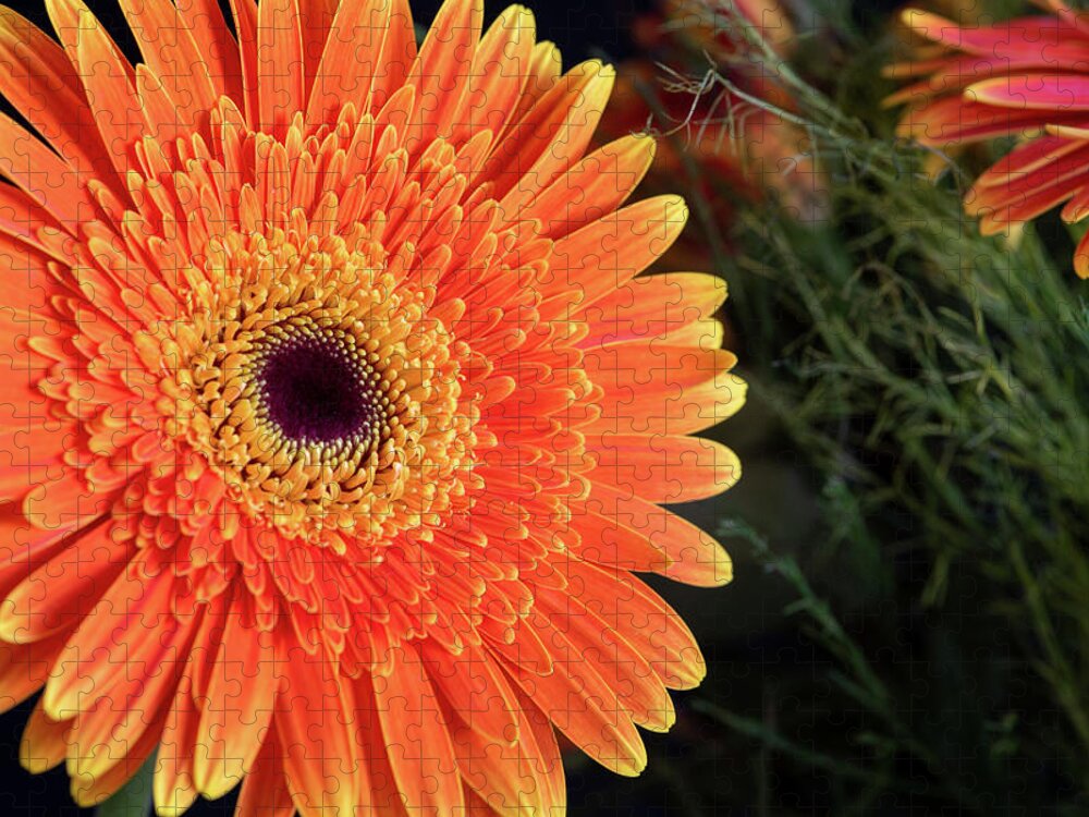 Gerbera Jamesonii Jigsaw Puzzle featuring the photograph Fresh blooming Daisy flower  by Michalakis Ppalis