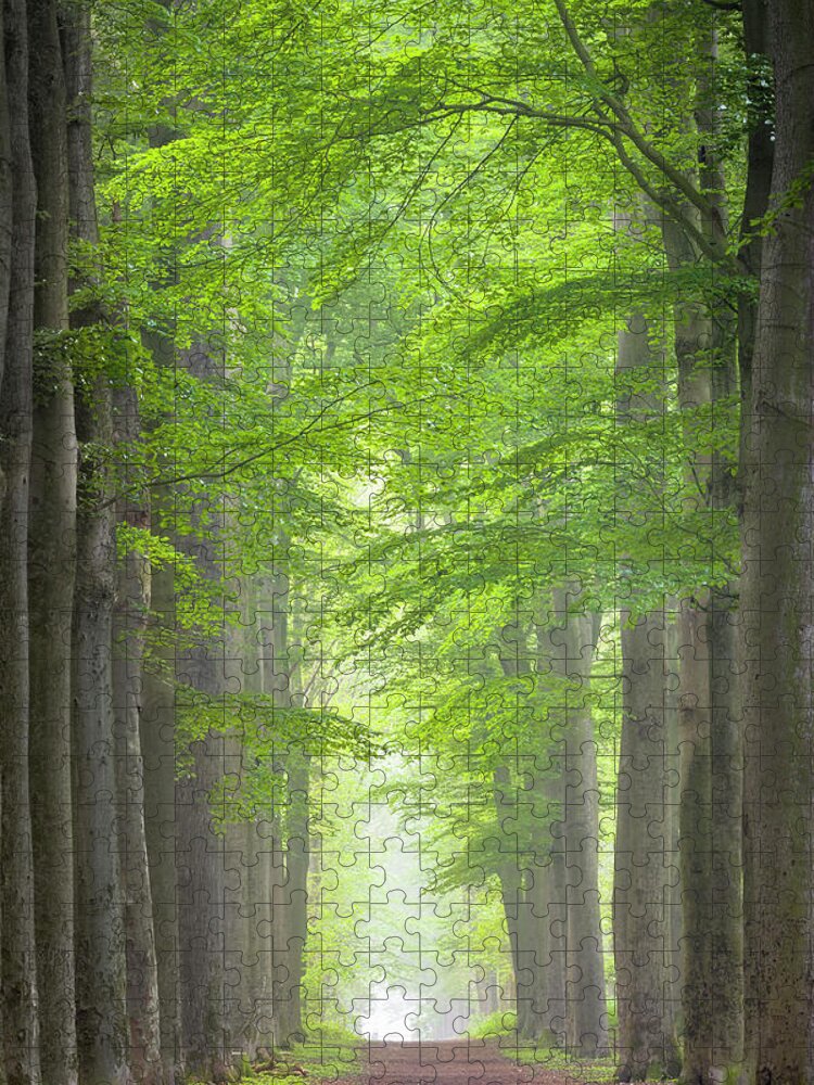 Forest Jigsaw Puzzle featuring the photograph Fresh green leaves by Patrick Van Os
