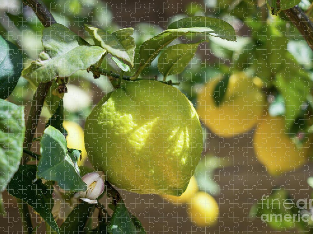 Lemon Tree Jigsaw Puzzle featuring the photograph Fresh Lemon, Lovely Lemon Tree And Flowers In Spring by Adriana Mueller