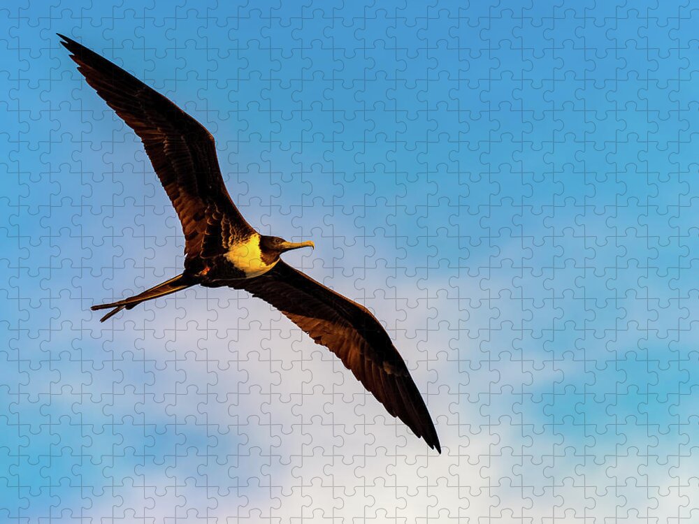 Bird Jigsaw Puzzle featuring the photograph Frigatebird by William Dickman