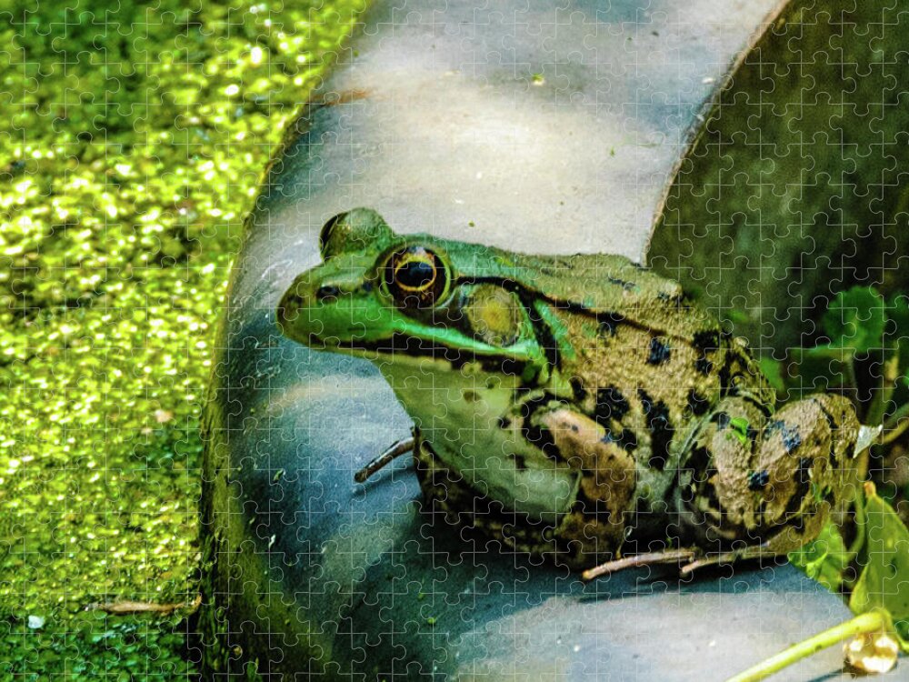 Animals Jigsaw Puzzle featuring the photograph Frog Hollow by Louis Dallara