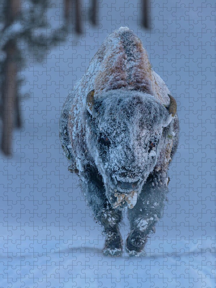 Bison Jigsaw Puzzle featuring the photograph Frosted Bison by Laura Hedien