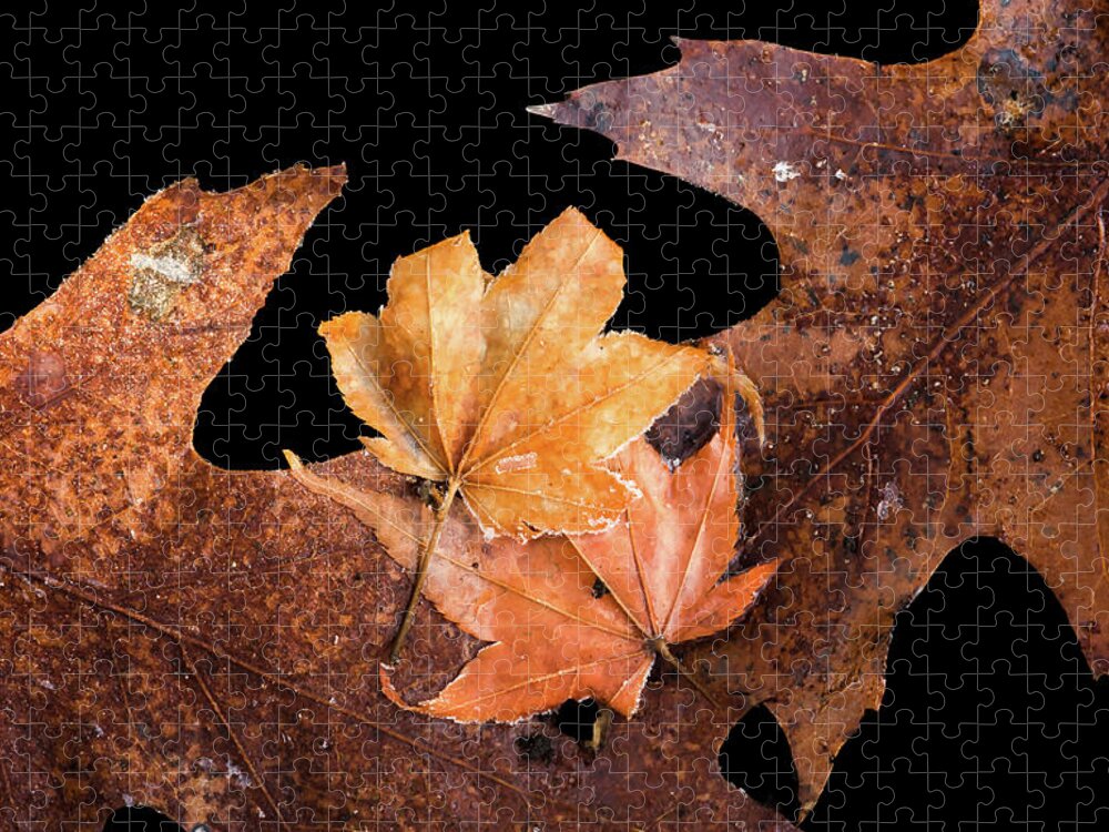 Leaves Jigsaw Puzzle featuring the photograph Frosty Leaves Together by Gary Slawsky