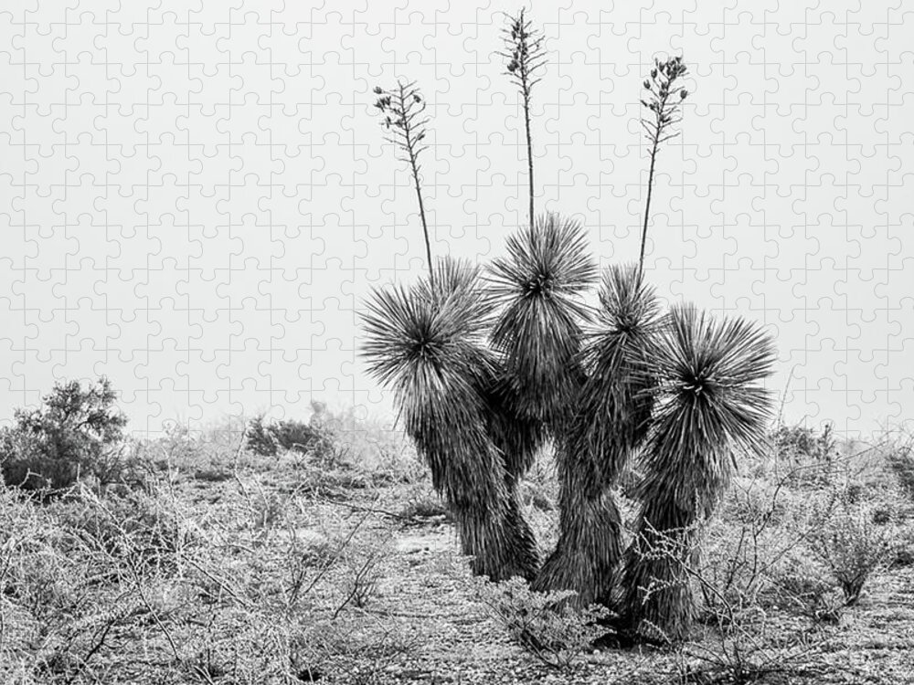 Orla Texas Yucca Ice Frozen Fog Black And White B&w Jigsaw Puzzle featuring the photograph Frozen Yucca by Peyton Vaughn
