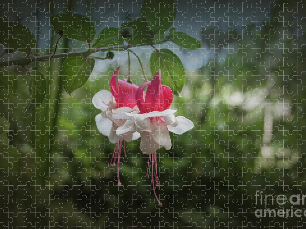 Fuchsia Jigsaw Puzzle featuring the photograph Fuchsia by Elaine Teague