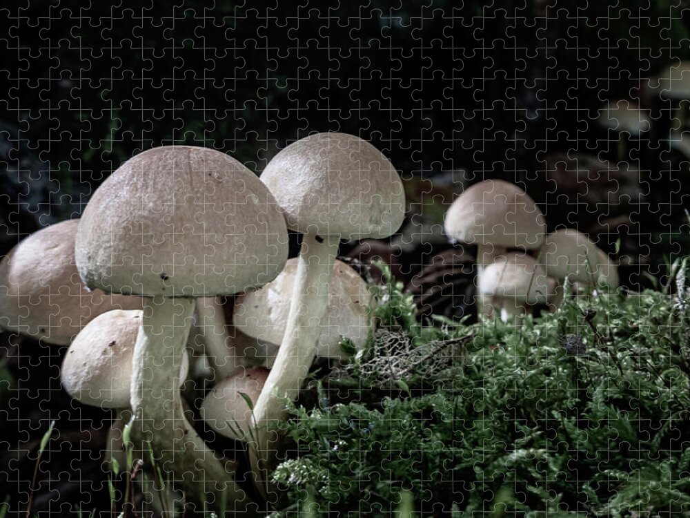 Fungi Jigsaw Puzzle featuring the photograph Fungi by Andreas Levi