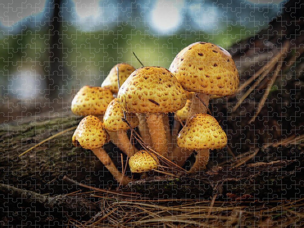 Mushrooms Maine Nature Jigsaw Puzzle featuring the photograph Fungi Family by David Hufstader