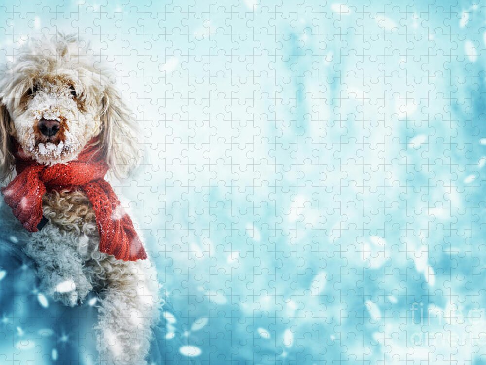 Dog Jigsaw Puzzle featuring the photograph Funny cute dog with red scarf and snow on his nose. by Jelena Jovanovic