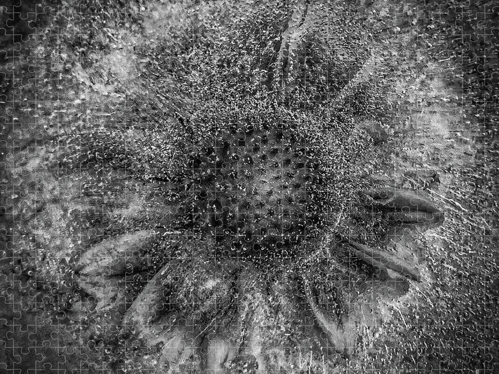 Nature Jigsaw Puzzle featuring the photograph Gaillardia frozen BW by Barry Bohn