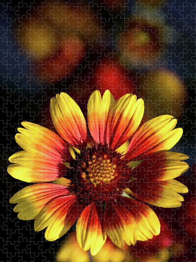 Gaillardia Jigsaw Puzzle featuring the photograph Gaillardia pulchella by Olivier Parent