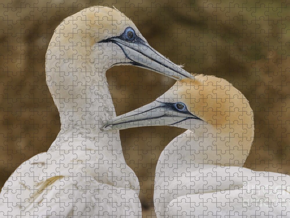Gannet Jigsaw Puzzle featuring the photograph Gannets 4 by Werner Padarin