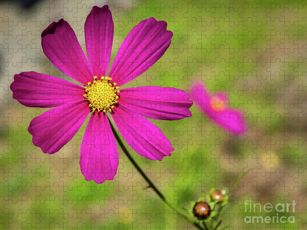 Cosmos Bipinnatus Jigsaw Puzzle featuring the photograph Garden cosmos or Mexican aster by Lyl Dil Creations