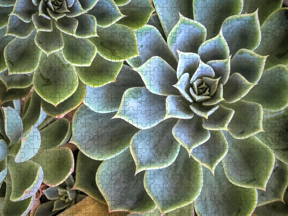 Botanical Jigsaw Puzzle featuring the photograph Garden Succulent Botanicals II by Debra and Dave Vanderlaan