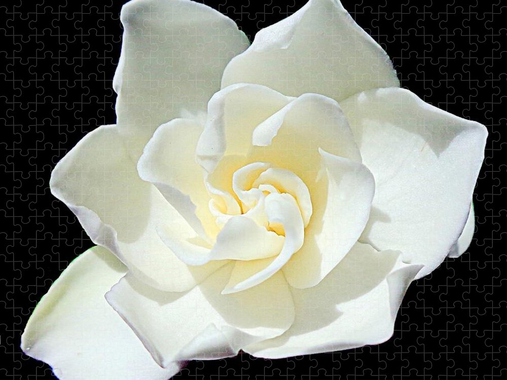 Gardenia Jigsaw Puzzle featuring the photograph Gardenia - Aglow by VIVA Anderson