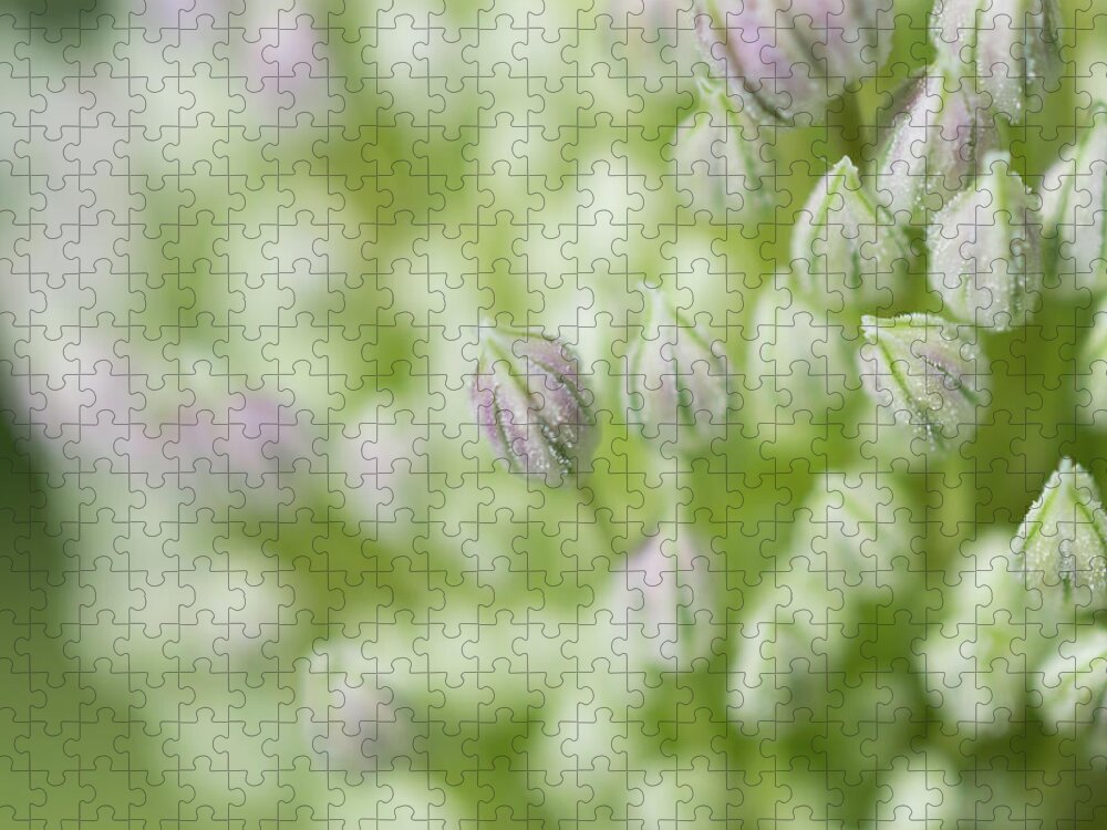 Garlic Jigsaw Puzzle featuring the photograph Garlic flower by Andrew Lalchan