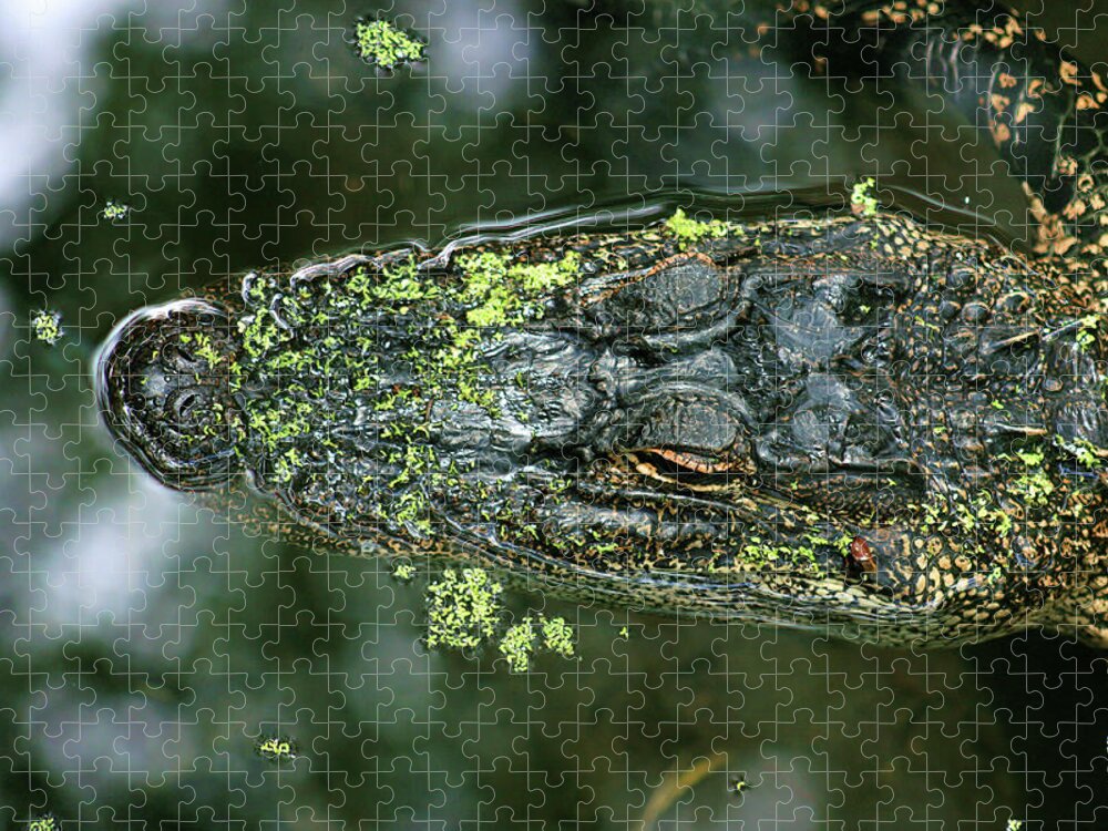 Alligator Jigsaw Puzzle featuring the photograph Gator Girl by Robert Wilder Jr