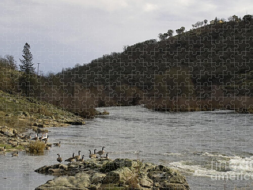 Geese Jigsaw Puzzle featuring the photograph Geese on the Rouge River III by Theresa Fairchild