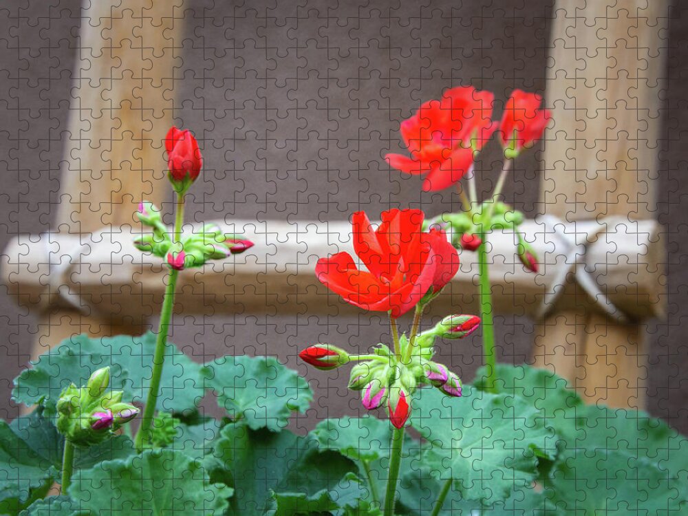Geraniums Jigsaw Puzzle featuring the photograph Geraniums of Santa Fe by Rebecca Herranen