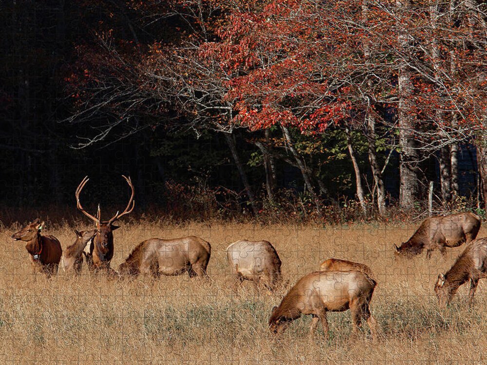 Elk Jigsaw Puzzle featuring the photograph Getting Noticed by Gina Fitzhugh