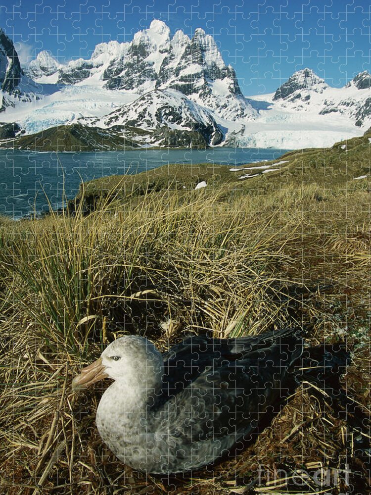 00260858 Jigsaw Puzzle featuring the photograph Giant Petrel and Mt Cunningham by Grant Dixon