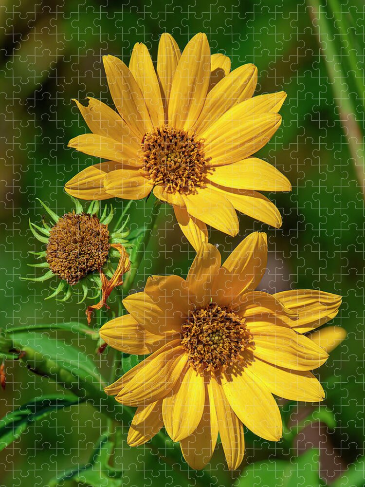 Aster Family Jigsaw Puzzle featuring the photograph Giant Sunflowers DFL1224 by Gerry Gantt