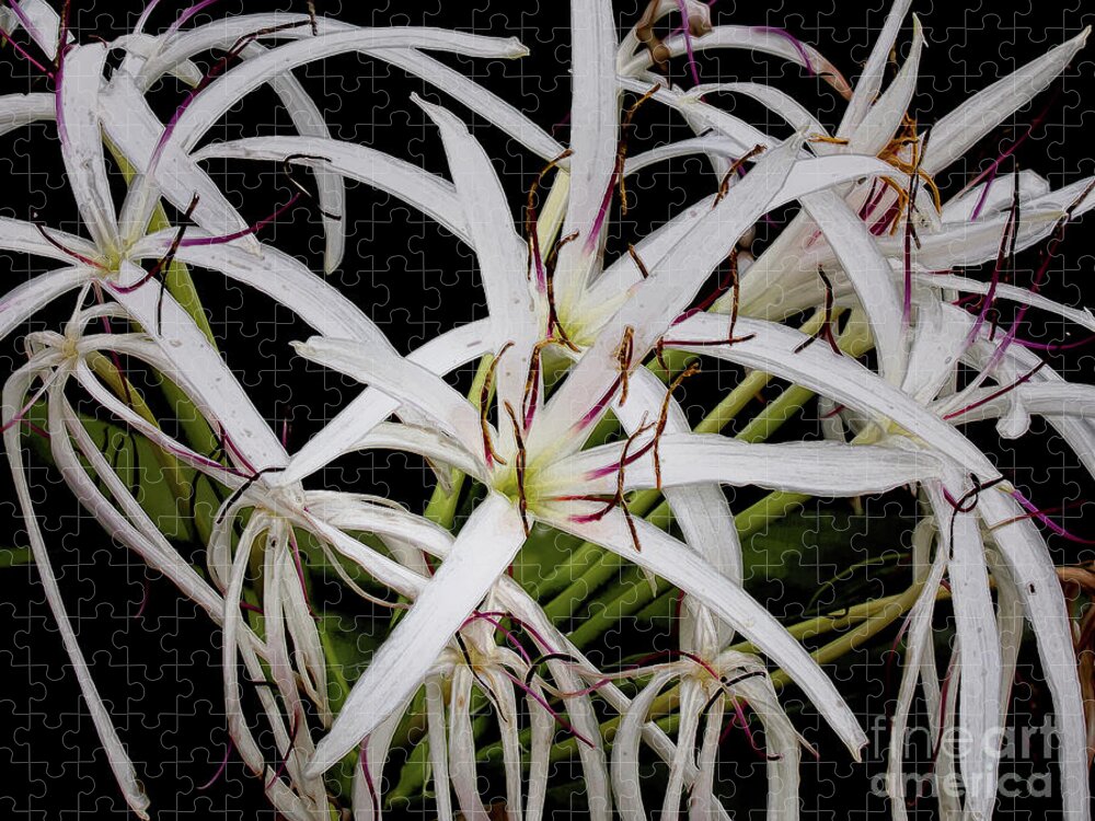 Flowers Jigsaw Puzzle featuring the photograph Giant White Spider Lilies by Neala McCarten