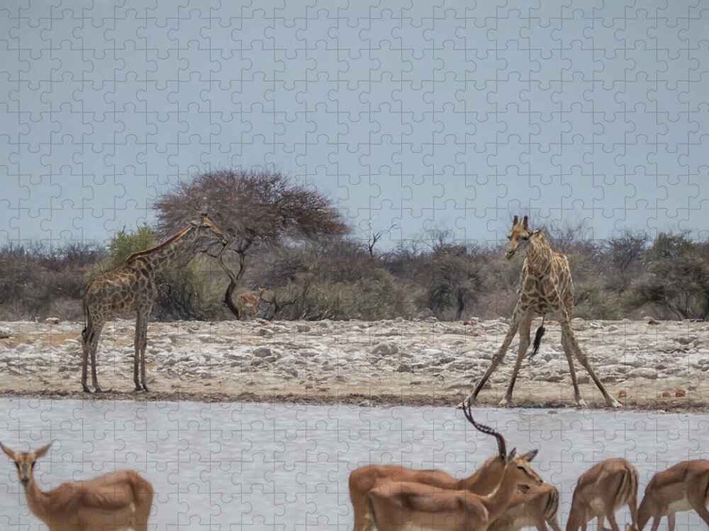 Giraffe Jigsaw Puzzle featuring the photograph Giraffe Bending to Get a Drink at Klein Namutoni by Belinda Greb