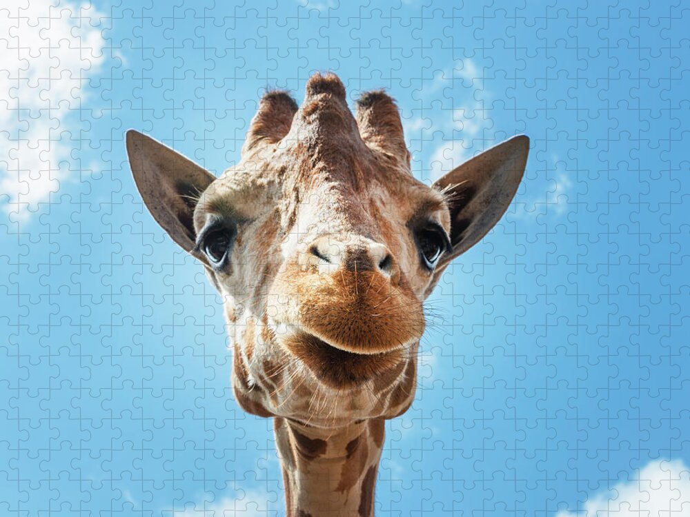 Giraffe Jigsaw Puzzle featuring the photograph Giraffe by Carol Highsmith