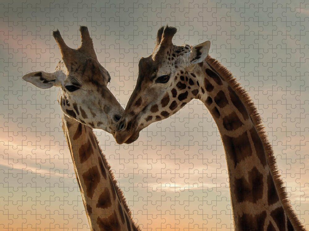 Giraffe Jigsaw Puzzle featuring the digital art Giraffe love by Marjolein Van Middelkoop