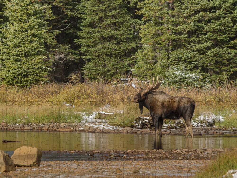 Moose Jigsaw Puzzle featuring the photograph Glimpse of a Moose by Linda Villers