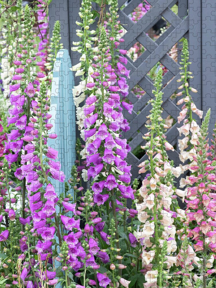 Digitalis Purpurea Jigsaw Puzzle featuring the photograph Glorious Foxgloves by Tim Gainey