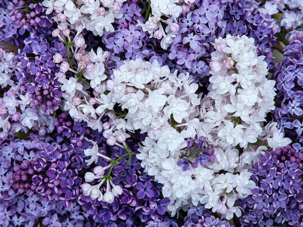Face Mask Jigsaw Puzzle featuring the photograph Glorious Lilacs by Theresa Tahara